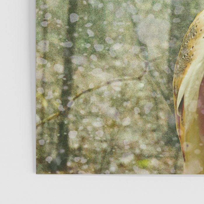 Barn Owl in Snowy Winter Woodland Poster Gallery Image 3