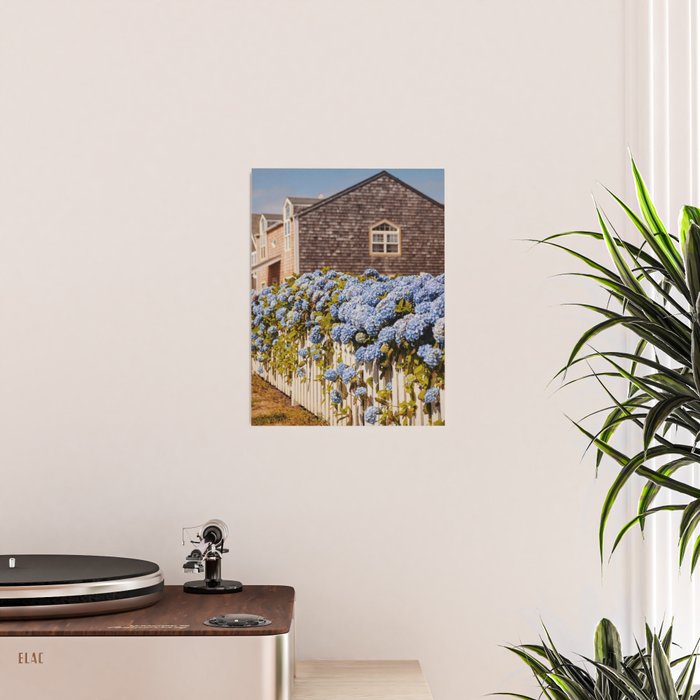 Cannon Beach Hydrangeas  Poster Gallery Image 2