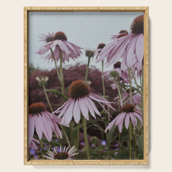 Coneflowers x flower botanical photograph Serving Tray Gallery Image 1