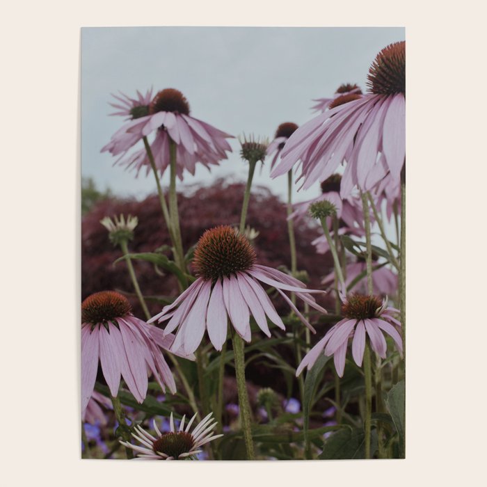 Coneflowers x flower botanical photograph Poster Gallery Image 4