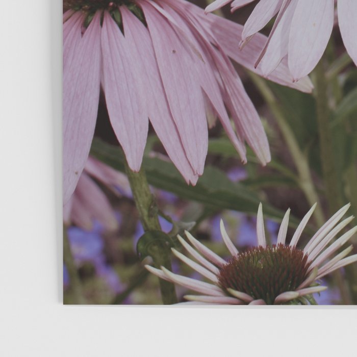 Coneflowers x flower botanical photograph Poster Gallery Image 3