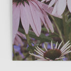 Coneflowers x flower botanical photograph Poster Gallery Image 3