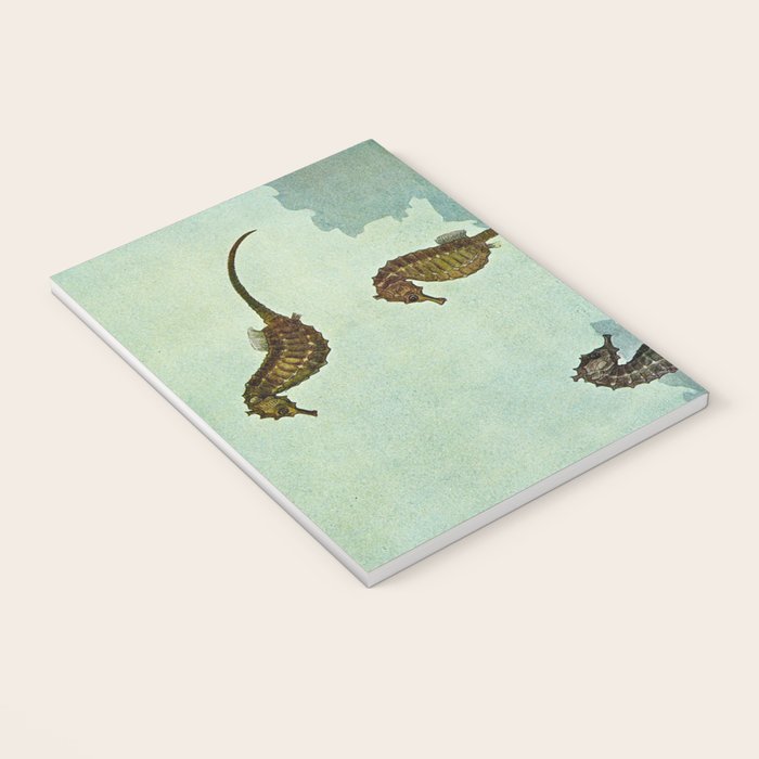 Hippocampus - Hashime Murayama - 1920 Seahorse Illustration Marine Life Notebook Gallery Image 3