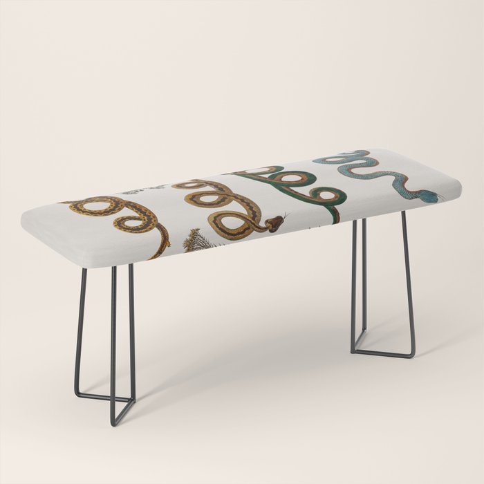 Albertus Seba Baby Breath Snakes  Bench Gallery Image 1