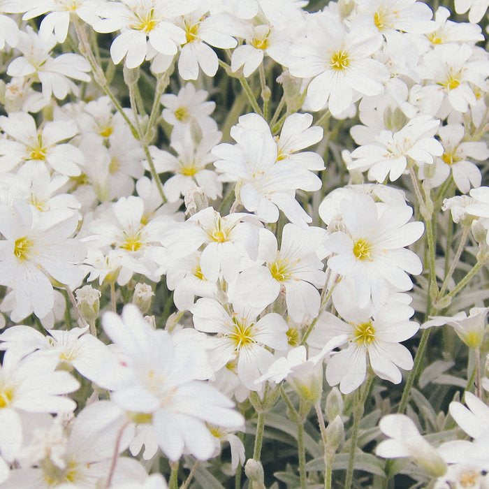 Flower Party Coffee Mug Gallery Image 2