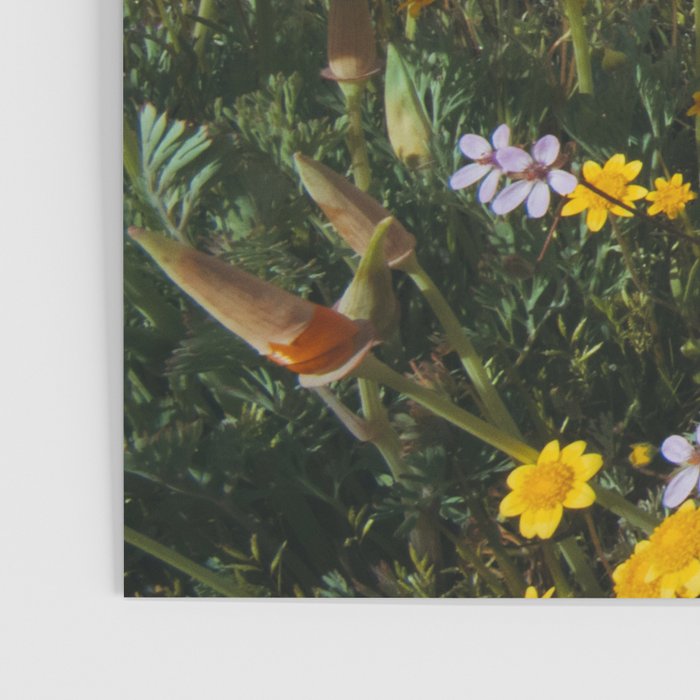 California Wildflower Poppy Superbloom Poster Gallery Image 3