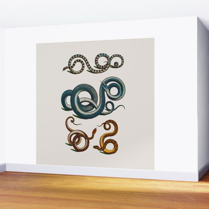 Albertus Seba Coiled Big Blue  Wall Mural Gallery Image 2