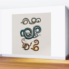 Albertus Seba Coiled Big Blue  Wall Mural Gallery Image 2