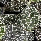 Elegant leaf skeleton foliage on black Coffee Mug Gallery Image 2