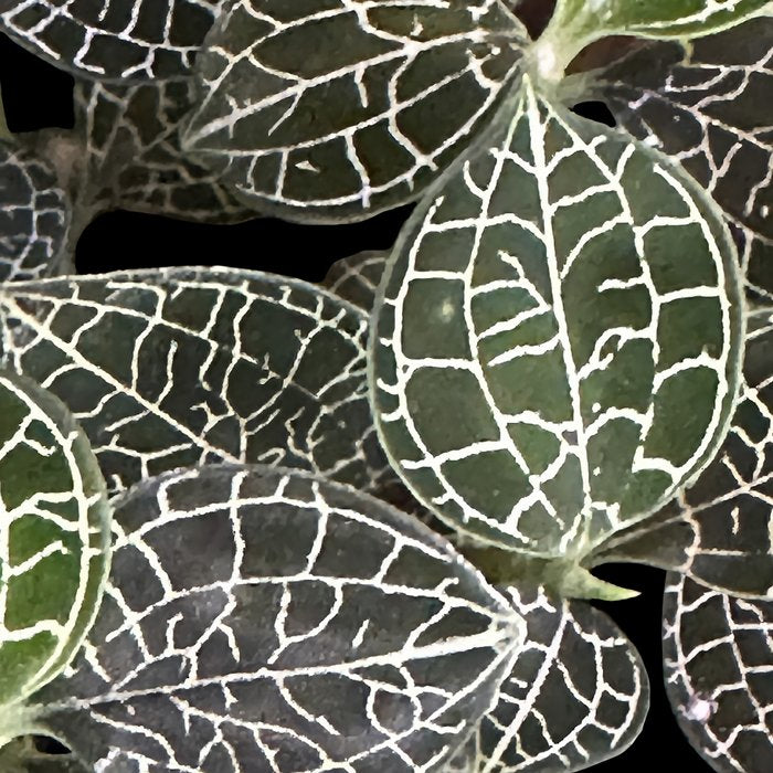 Elegant leaf skeleton foliage on black Coffee Mug Gallery Image 2