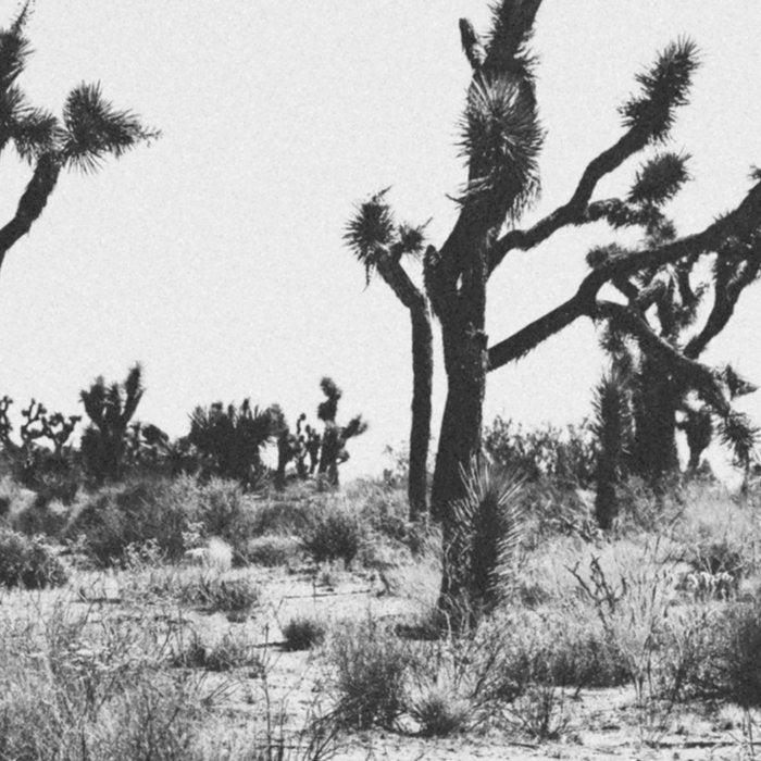 JOSHUA TREE IX / California Desert Coffee Mug Gallery Image 2