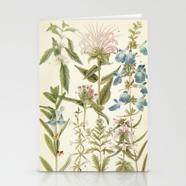 Wildflowers from "Rocky Mountain Flowers" (1914) by Edith Clements (benefitting The Nature Conservancy) Stationery Card Gallery Image 2