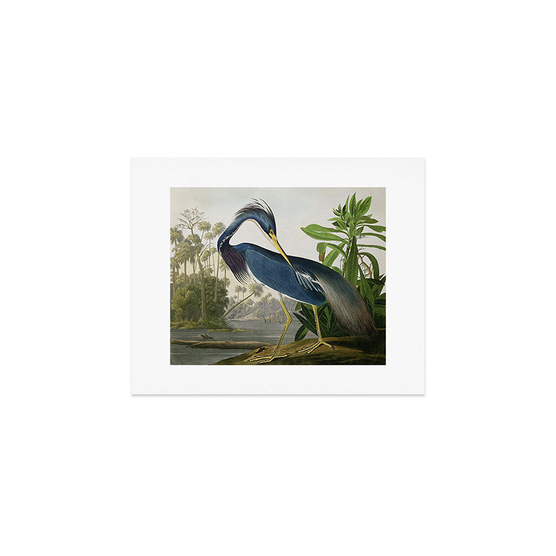 John James Audubon Louisiana Heron Painting Art Print Gallery Image 1