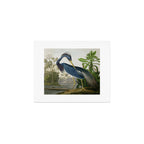 John James Audubon Louisiana Heron Painting Art Print Gallery Image 1