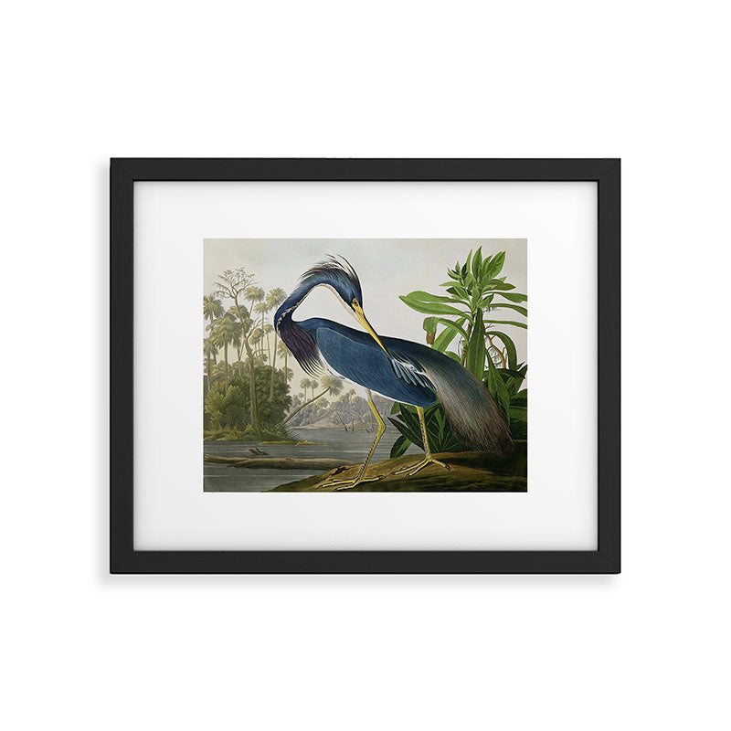 John James Audubon Louisiana Heron Painting Framed Art Print Gallery Image 5