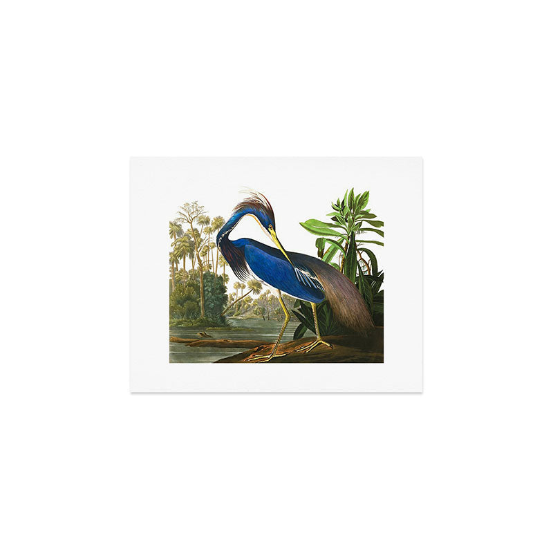 John James Audubon - Louisiana Heron Art Print Gallery Image 1