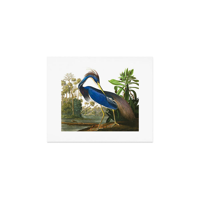 John James Audubon - Louisiana Heron Art Print Gallery Image 1