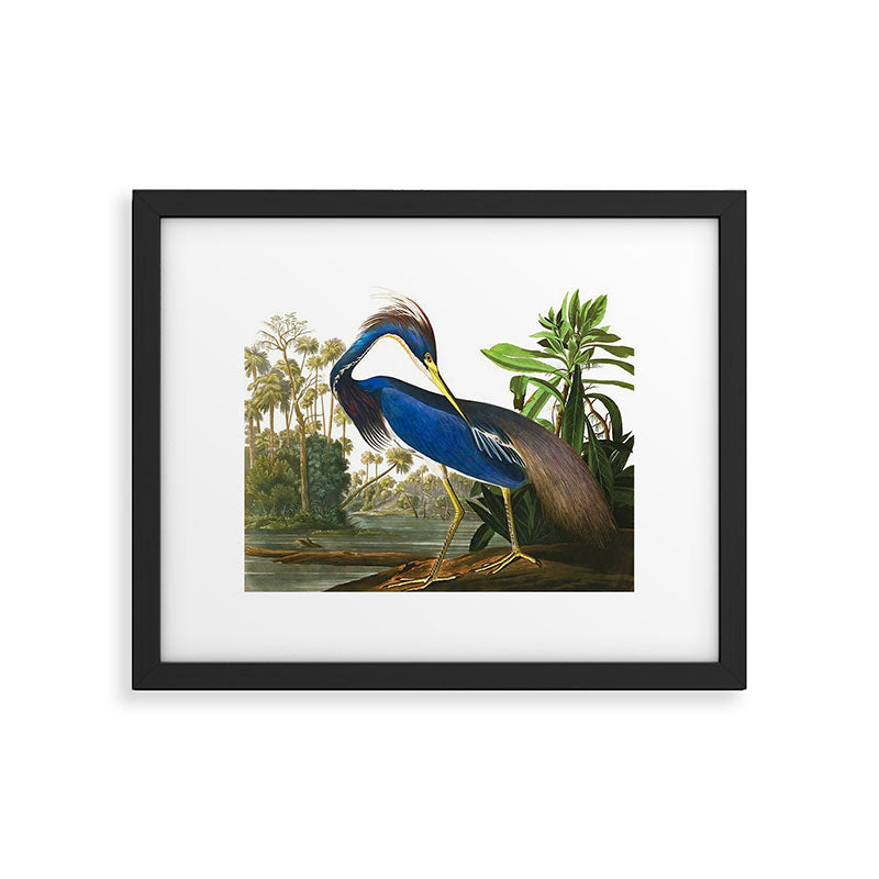 John James Audubon - Louisiana Heron Framed Art Print Gallery Image 4