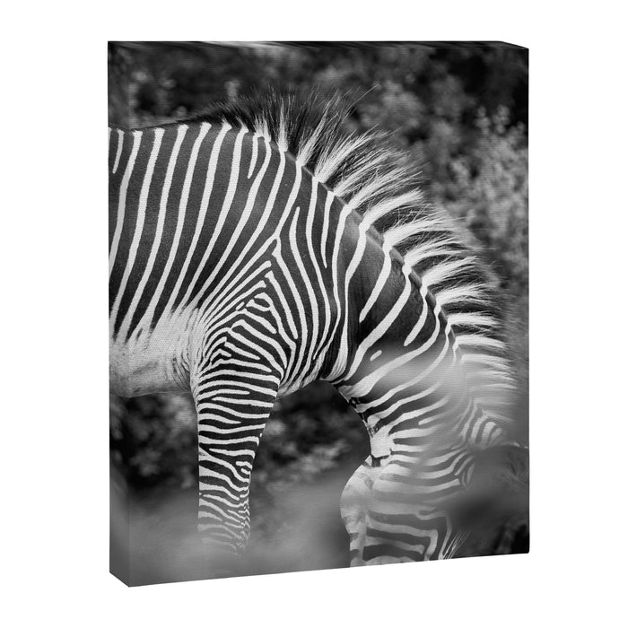 Zebra Abstract Black and White Fine Art Photography Canvas Print Gallery Image 1