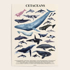CETACEANS POSTER beige and text Poster Gallery Image 4