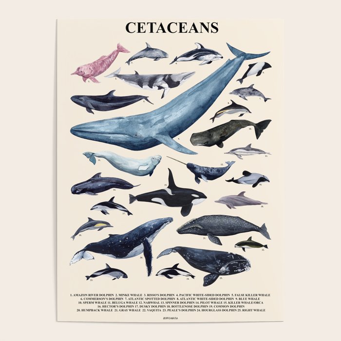 CETACEANS POSTER beige and text Poster Gallery Image 4