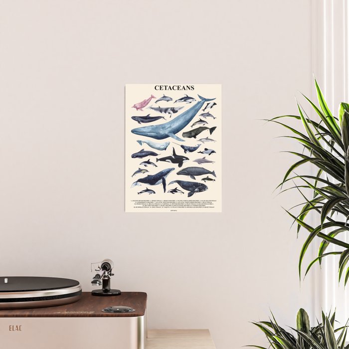 CETACEANS POSTER beige and text Poster Gallery Image 2