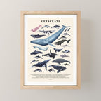 CETACEANS POSTER beige and text Mini Art Print Gallery Image 1