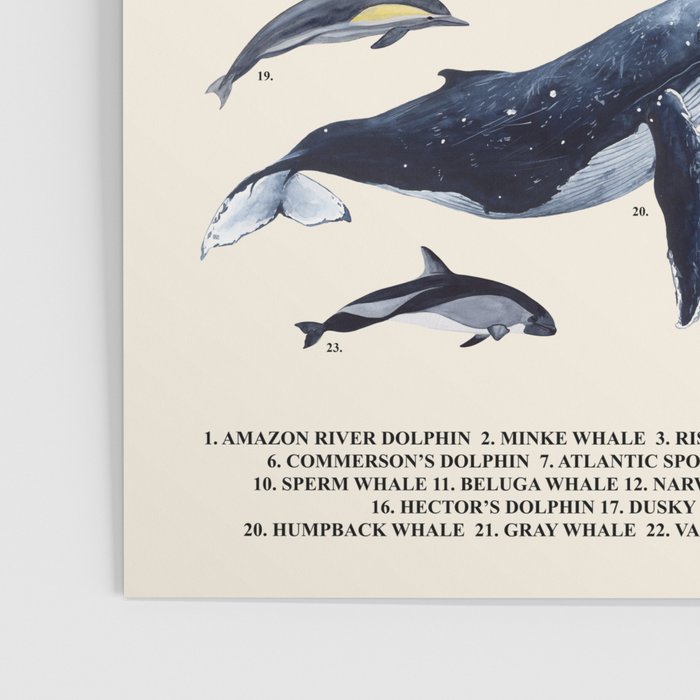CETACEANS POSTER beige and text Poster Gallery Image 3
