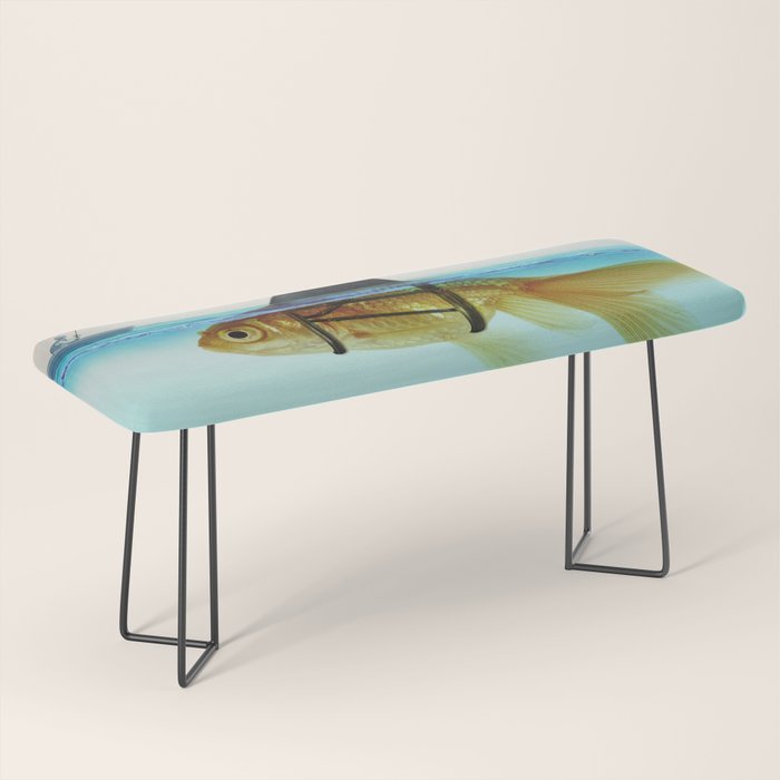 goldfish with a shark fin Bench Gallery Image 1