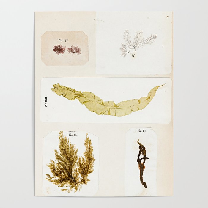 Specimens from "Algology: Algae and Corallines from the Bay & Harbor of New York," 1850 Poster Gallery Image 4