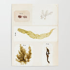 Specimens from "Algology: Algae and Corallines from the Bay & Harbor of New York," 1850 Poster Gallery Image 4