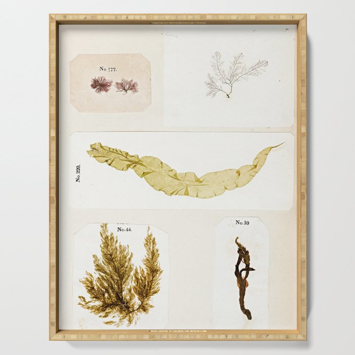 Specimens from "Algology: Algae and Corallines from the Bay & Harbor of New York," 1850 Serving Tray Gallery Image 1