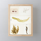 Specimens from "Algology: Algae and Corallines from the Bay & Harbor of New York," 1850 Mini Art Print Gallery Image 1