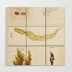 Specimens from "Algology: Algae and Corallines from the Bay & Harbor of New York," 1850 Wood Wall Art Gallery Image 1