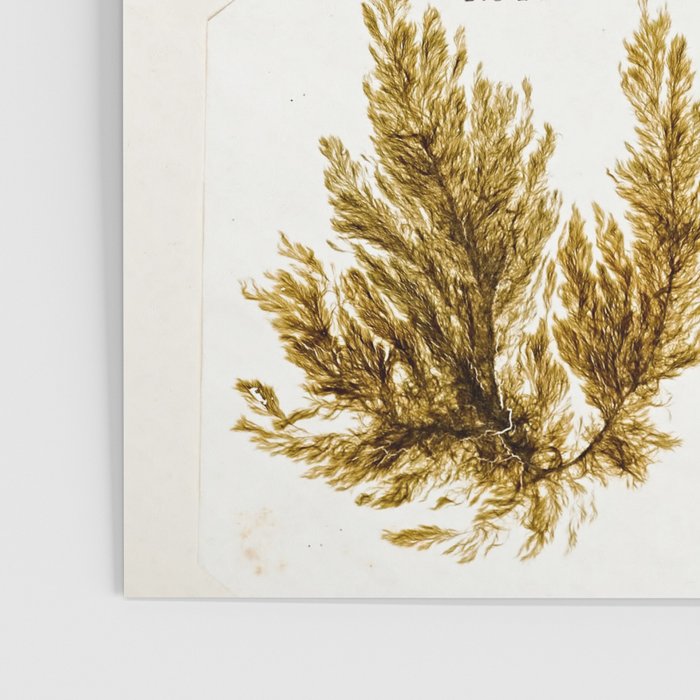 Specimens from "Algology: Algae and Corallines from the Bay & Harbor of New York," 1850 Poster Gallery Image 3