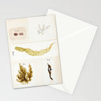 Specimens from "Algology: Algae and Corallines from the Bay & Harbor of New York," 1850 Stationery Card Gallery Image 2