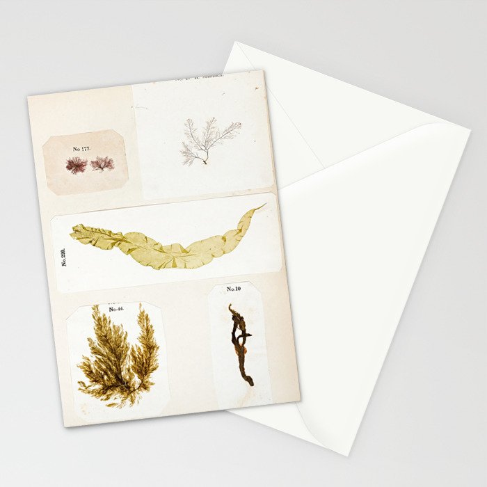 Specimens from "Algology: Algae and Corallines from the Bay & Harbor of New York," 1850 Stationery Card Gallery Image 2