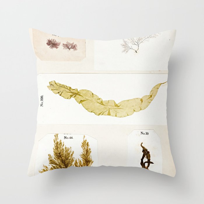 Specimens from "Algology: Algae and Corallines from the Bay & Harbor of New York," 1850 Throw Pillow Gallery Image 6