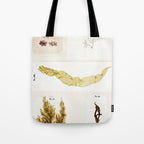 Specimens from "Algology: Algae and Corallines from the Bay & Harbor of New York," 1850 Tote Bag Gallery Image 1