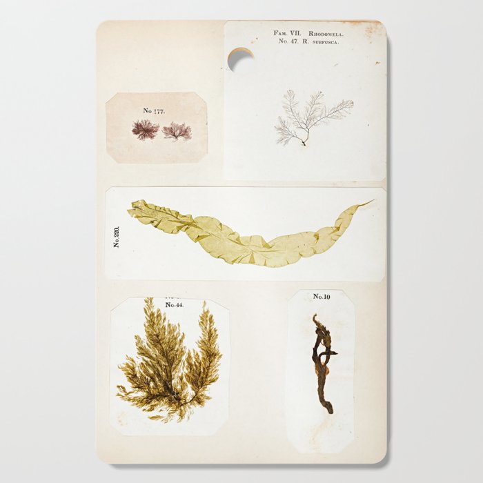 Specimens from "Algology: Algae and Corallines from the Bay & Harbor of New York," 1850 Cutting Board Gallery Image 1