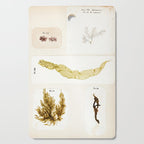 Specimens from "Algology: Algae and Corallines from the Bay & Harbor of New York," 1850 Cutting Board Gallery Image 1