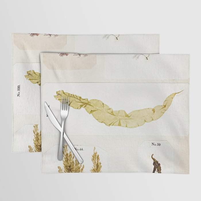 Specimens from "Algology: Algae and Corallines from the Bay & Harbor of New York," 1850 Placemat Gallery Image 1