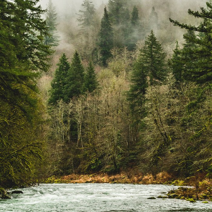 Wanderlust Forest River - Mountain Adventure in Foggy Woods Coffee Mug Gallery Image 2