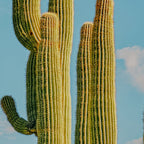 SKY CACTUS Coffee Mug Gallery Image 2