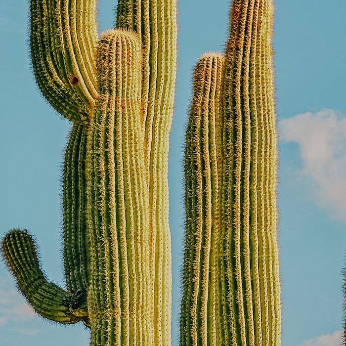 SKY CACTUS Coffee Mug Gallery Image 2