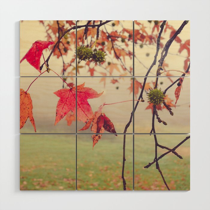 Autumn Dreams - fall color nature photograph Wood Wall Art Gallery Image 1
