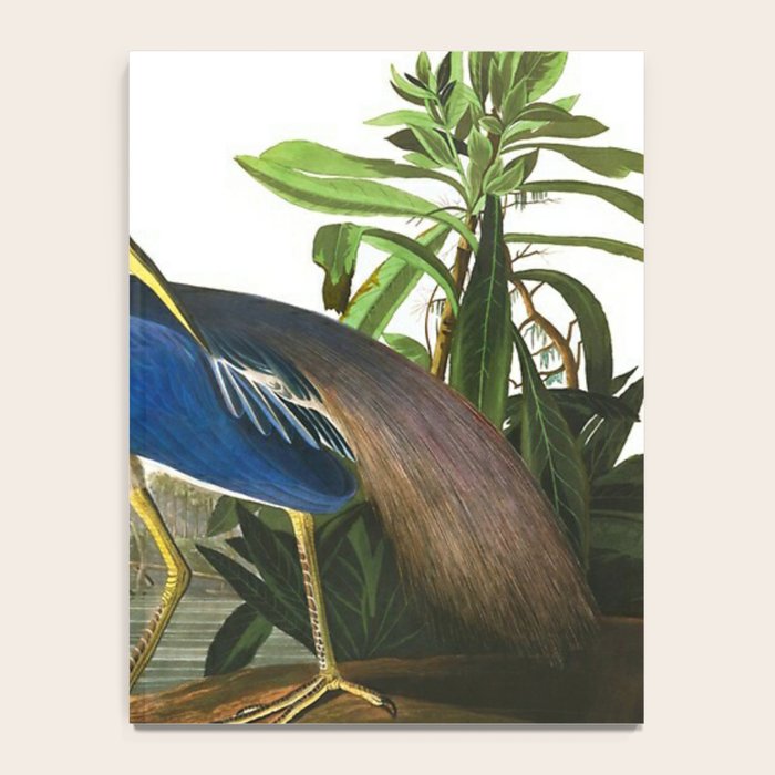 John James Audubon - Louisiana Heron Notebook Gallery Image 4