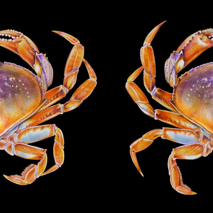 Dungeness crab Coffee Mug Gallery Image 2