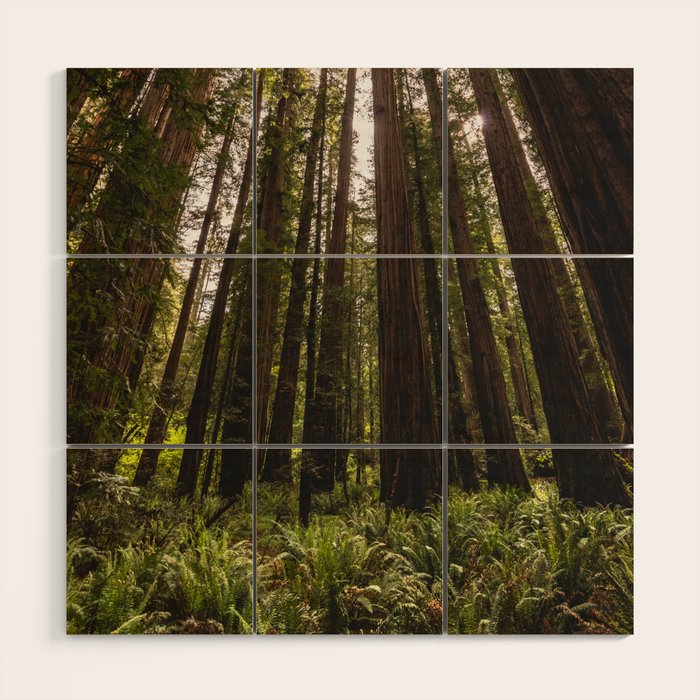 Among Giants II - 60/365 Wood Wall Art Gallery Image 1