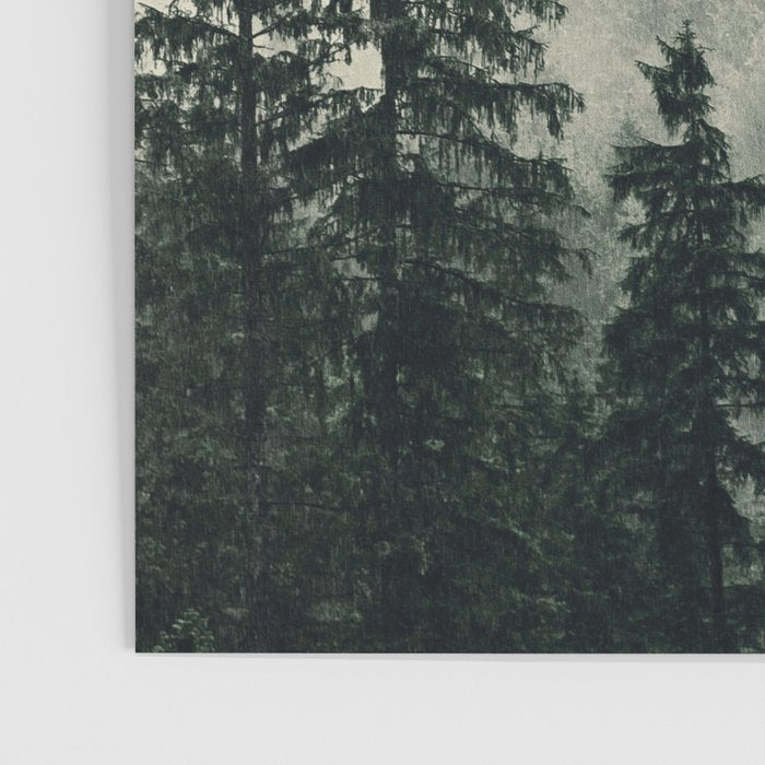 Thick pine forest in the descending mist Poster Gallery Image 3